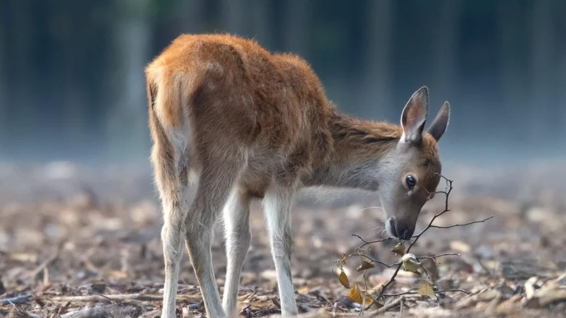 Fotografia dzikich zwierząt w naturalnych środowiskach