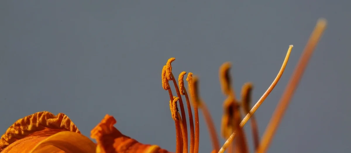 Fotografia makro uwiecznianie detali