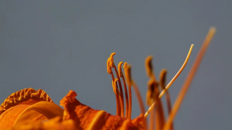 Fotografia makro uwiecznianie detali