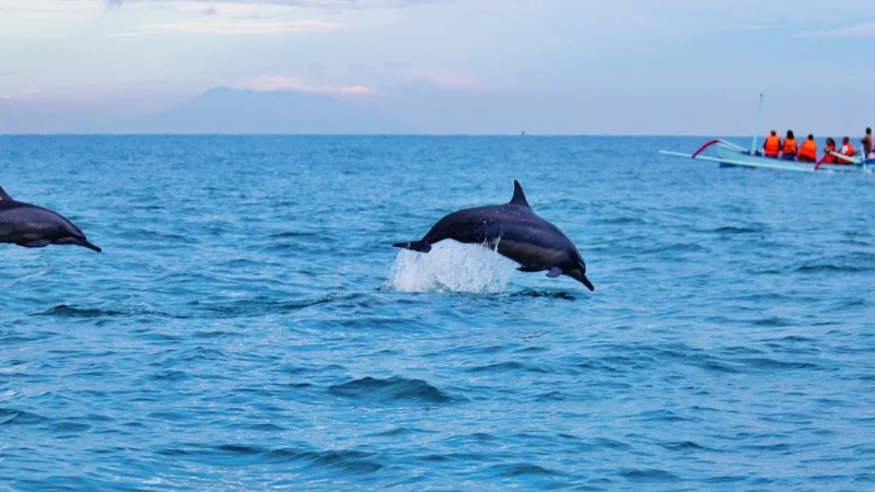 Fotografowanie zwierząt morskich delfiny wieloryby itp