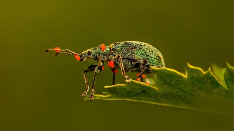 Makrofotografia zwierząt i owadów